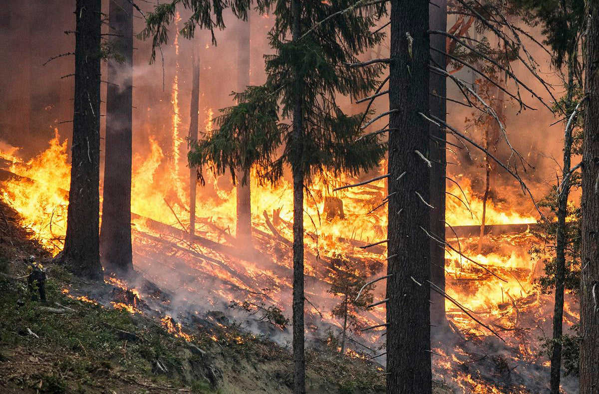 Fumée des feux de forêt 101 : Utilisation d'un purificateur d'air pour  filtrer la fumée des feux de forêt 